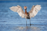 Egretta-rufescens;Reddish-Egret;One;Southeast-USA;avifauna;bird;close-up;color;c